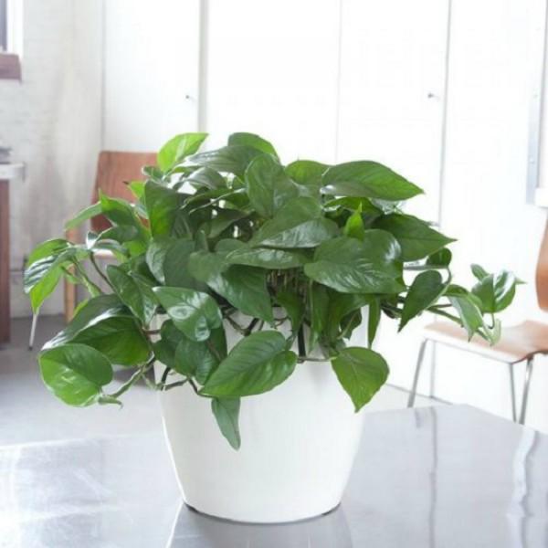 10 loại cây cảnh trồng trong nhà vừa đẹp vừa giúp lọc không khí cực tốt nên trồng ngay 10 loại cây cảnh trồng trong nhà vừa đẹp vừa giúp lọc không khí cực tốt nên trồng ngay