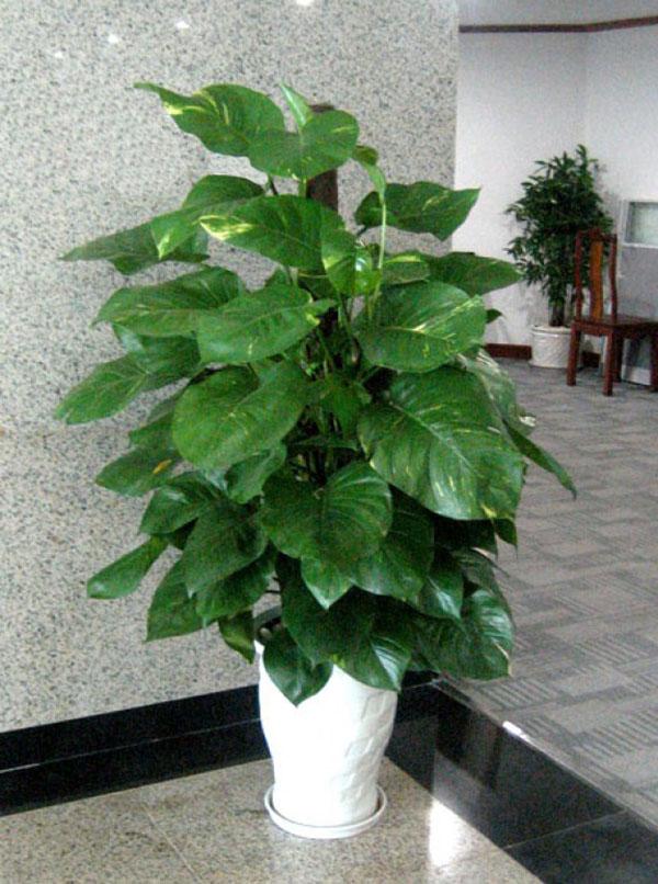 10 loại cây cảnh trồng trong nhà vừa đẹp vừa giúp lọc không khí cực tốt nên trồng ngay 10 loại cây cảnh trồng trong nhà vừa đẹp vừa giúp lọc không khí cực tốt nên trồng ngay