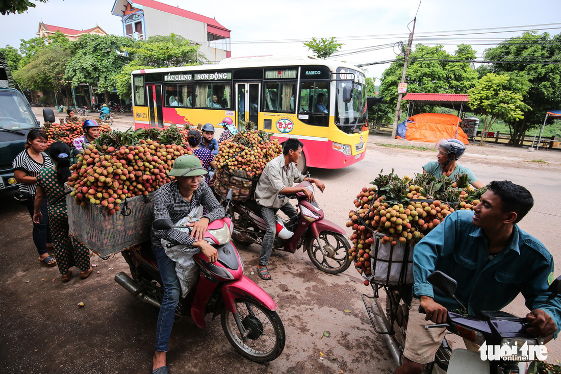 Vải Lục Ngạn đầu mùa đã rớt giá, chỉ còn 6.000-8.000đ/kg
