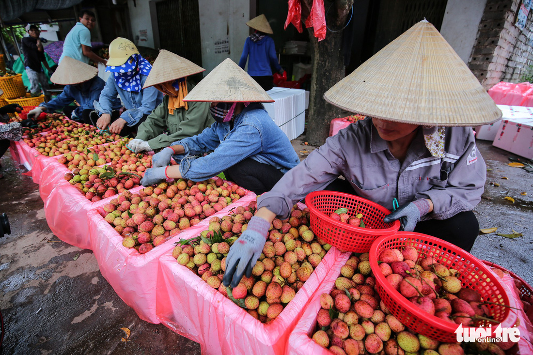 Vải Lục Ngạn đầu mùa đã rớt giá, chỉ còn 6.000-8.000đ/kg