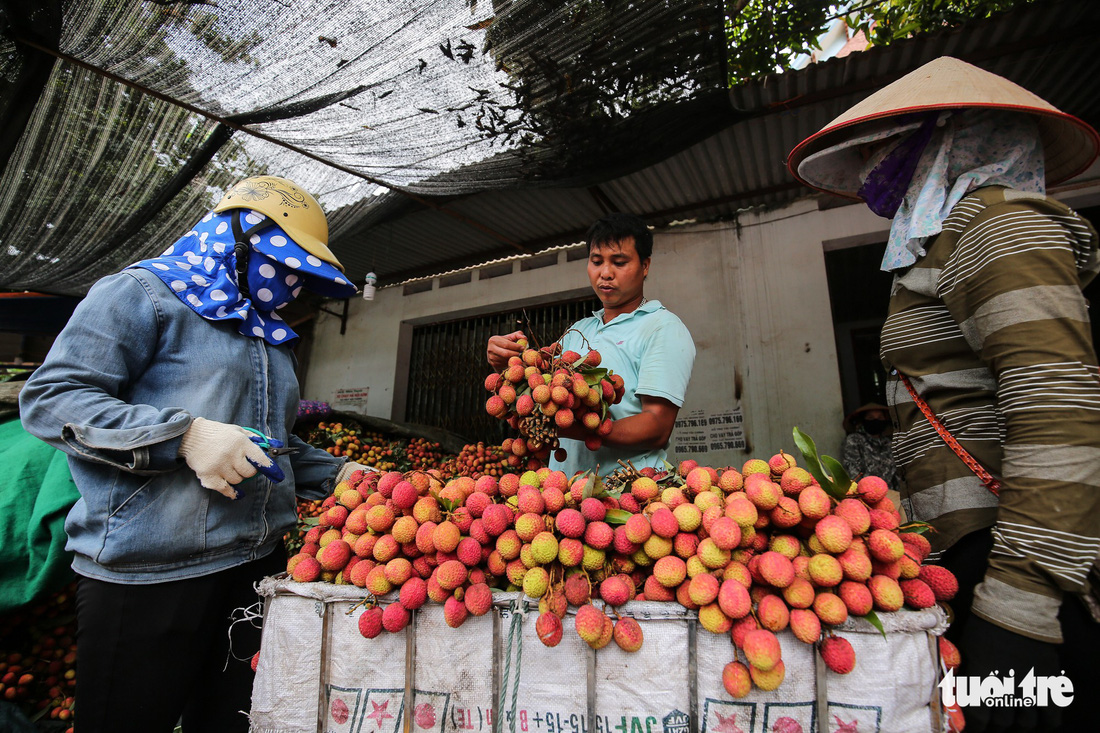 Vải Lục Ngạn đầu mùa đã rớt giá, chỉ còn 6.000-8.000đ/kg
