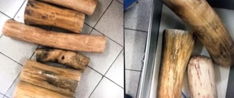 Cán bộ Hải quan hô biến trên 2 tạ ngà voi, kiếm gần 3 tỷ đồng