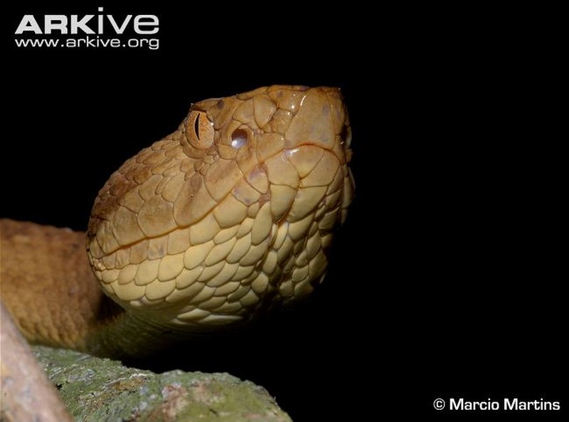 Loài mãng xà vàng óng có kịch độc tan xương nát thịt trên đảo cấm