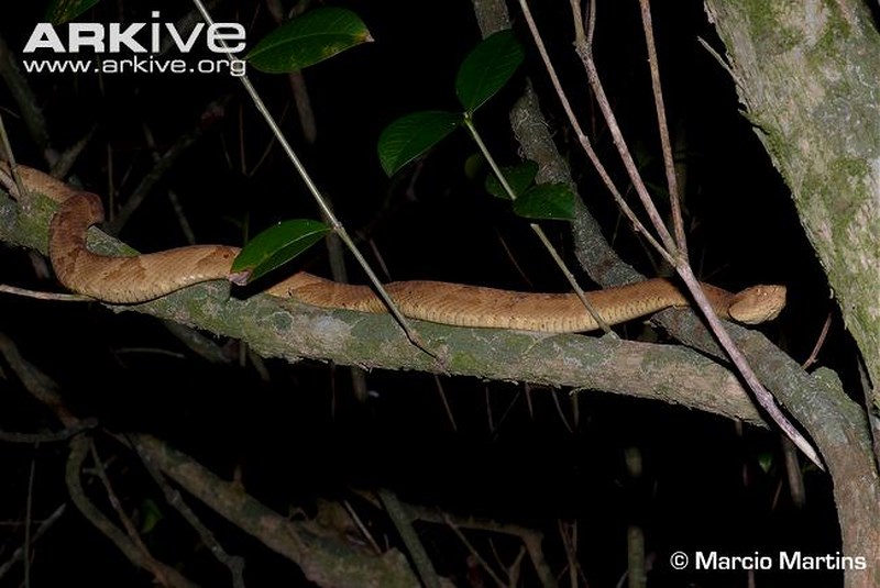 Loài mãng xà vàng óng có kịch độc tan xương nát thịt trên đảo cấm