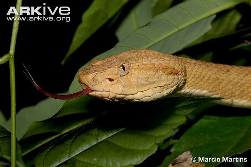 Loài mãng xà vàng óng có kịch độc tan xương nát thịt trên đảo cấm