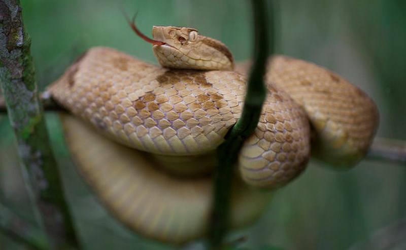 Loài mãng xà vàng óng có kịch độc tan xương nát thịt trên đảo cấm