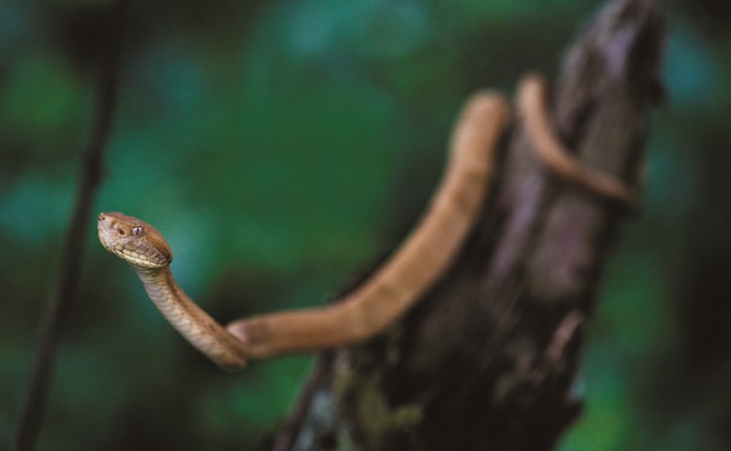 Loài mãng xà vàng óng có kịch độc tan xương nát thịt trên đảo cấm