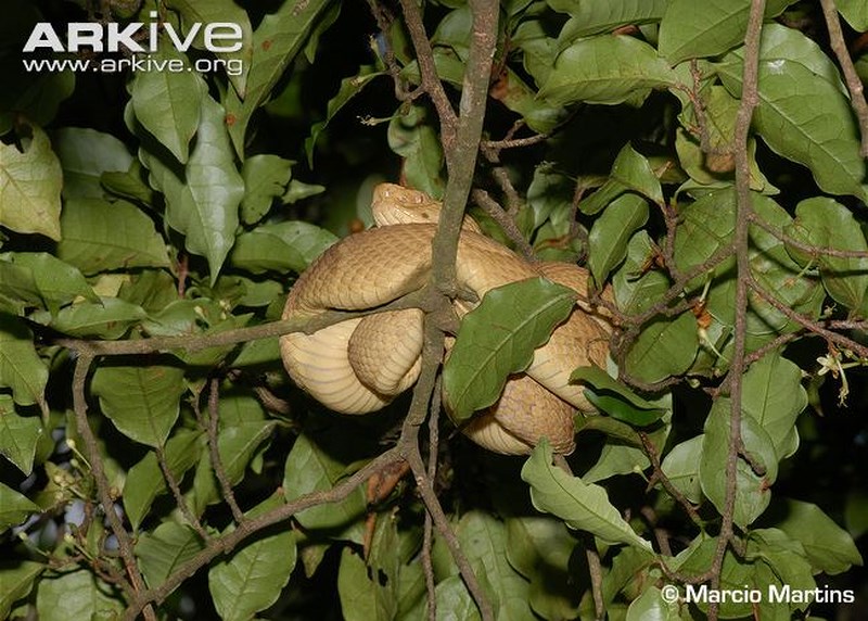 Loài mãng xà vàng óng có kịch độc tan xương nát thịt trên đảo cấm