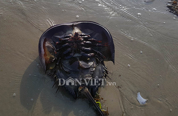 Sam biển chết hàng loạt trên bãi tắm Tình yêu ở Cô Tô