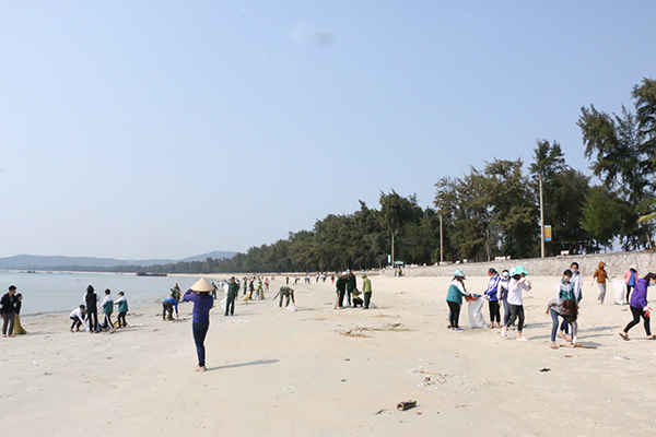 Sam biển chết hàng loạt trên bãi tắm Tình yêu ở Cô Tô