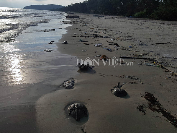 Sam biển chết hàng loạt trên bãi tắm Tình yêu ở Cô Tô