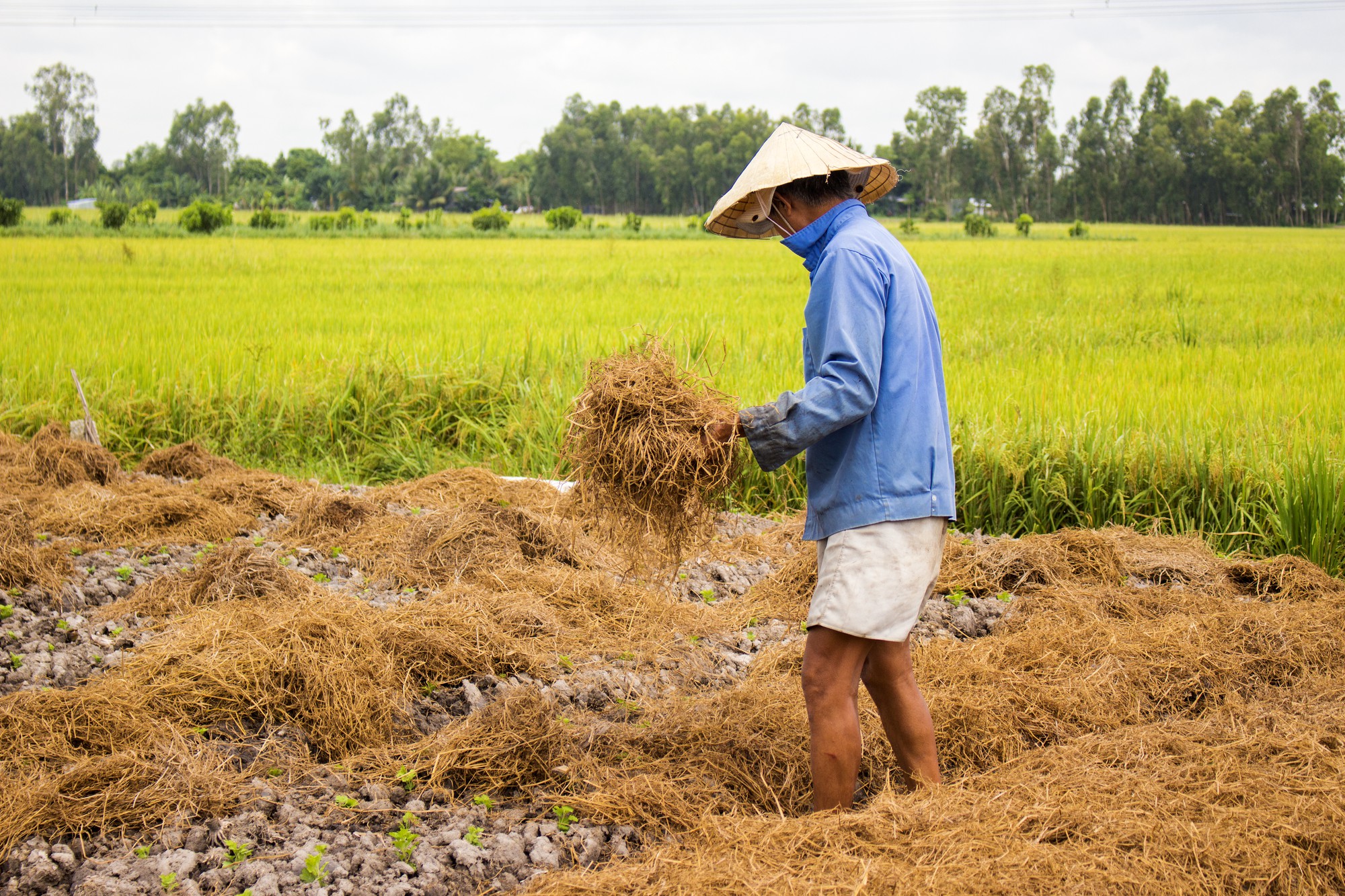 Nữ sinh mặc áo dài, lội ruộng chụp ảnh với cha trong ngày bế giảng: Mình chẳng ngại gì khi cha mẹ là nông dân Nữ sinh mặc áo dài, lội ruộng chụp ảnh với cha trong ngày bế giảng: Mình chẳng ngại gì khi cha mẹ là nông dân