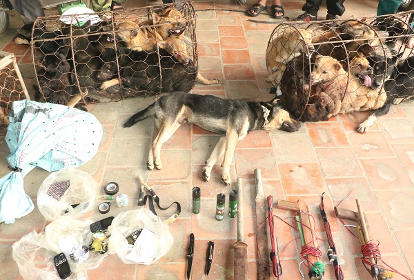 Phục kích, bắt giữ đường dây trộm chó xuyên tỉnh