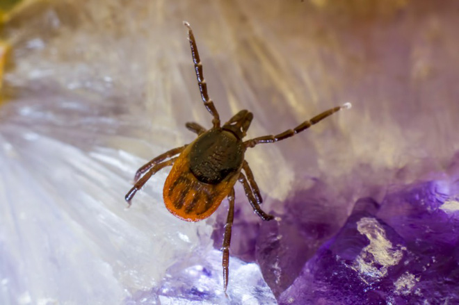 Căn bệnh thường xuất hiện vào mùa hè dễ gây biến chứng viêm màng não nếu không được chẩn đoán và điều trị đúng