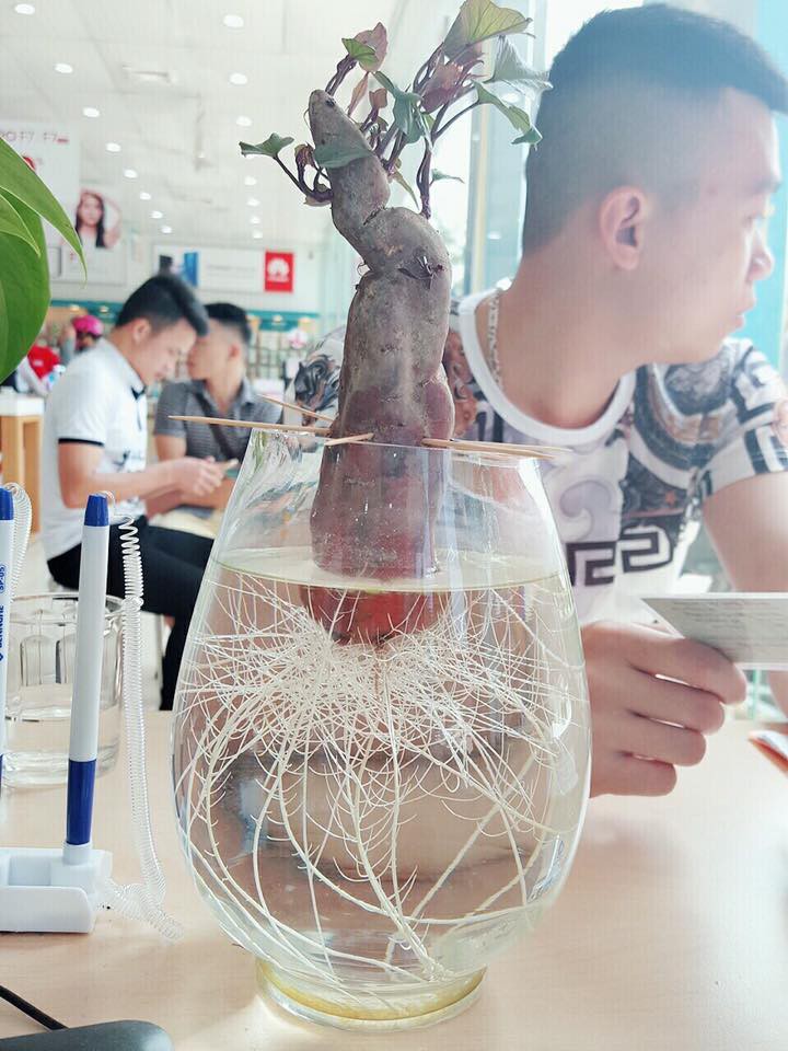 Trào lưu trồng cây cảnh để bàn hot nhất hè 2018: Nhất định phải là cây khoai lang đấy nhé! Trào lưu trồng cây cảnh để bàn hot nhất hè 2018: Nhất định phải là cây khoai lang đấy nhé!