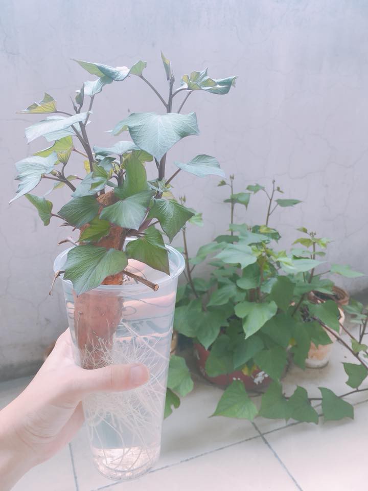 Trào lưu trồng cây cảnh để bàn hot nhất hè 2018: Nhất định phải là cây khoai lang đấy nhé! Trào lưu trồng cây cảnh để bàn hot nhất hè 2018: Nhất định phải là cây khoai lang đấy nhé!