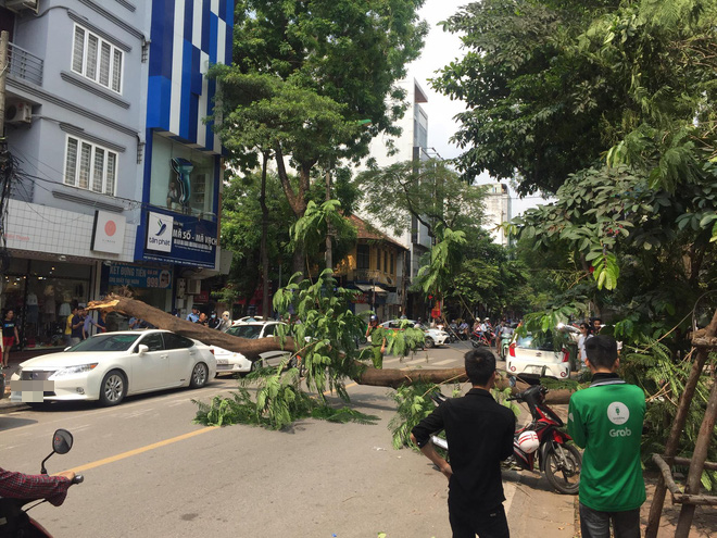 Hà Nội: Cây to bật gốc đè bẹp rúm xe sang Lexus đỗ ven đường