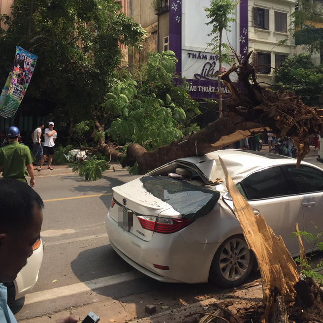 Hà Nội: Cây to bật gốc đè bẹp rúm xe sang Lexus đỗ ven đường