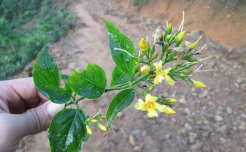 Lai Châu: Con trai ăn lá ngón tự vẫn vì không khuyên được bố ngừng bạo hành mẹ