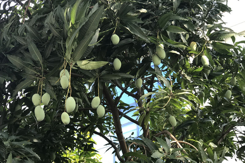 Chuyện hiếm có trên phố Hà Nội: Xoài trĩu quả khắp vỉa hè