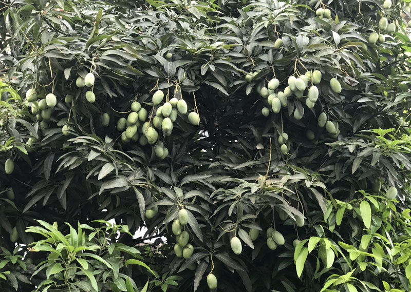 Chuyện hiếm có trên phố Hà Nội: Xoài trĩu quả khắp vỉa hè