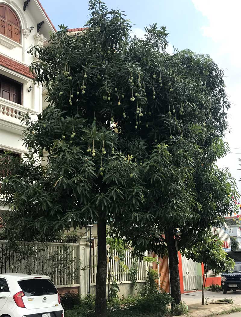 Chuyện hiếm có trên phố Hà Nội: Xoài trĩu quả khắp vỉa hè Chuyện hiếm có trên phố Hà Nội: Xoài trĩu quả khắp vỉa hè