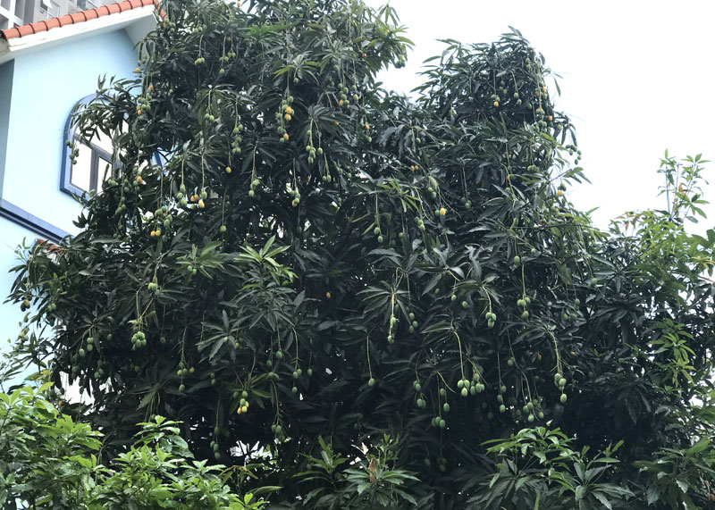 Chuyện hiếm có trên phố Hà Nội: Xoài trĩu quả khắp vỉa hè