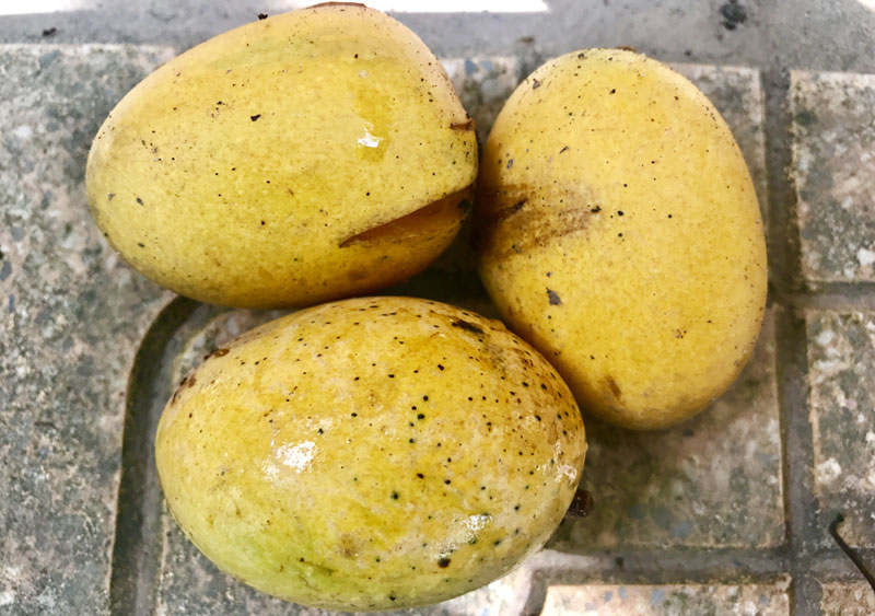 Chuyện hiếm có trên phố Hà Nội: Xoài trĩu quả khắp vỉa hè