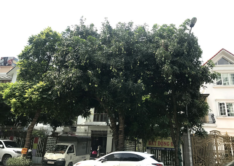 Chuyện hiếm có trên phố Hà Nội: Xoài trĩu quả khắp vỉa hè