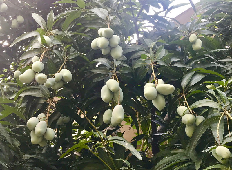 Chuyện hiếm có trên phố Hà Nội: Xoài trĩu quả khắp vỉa hè