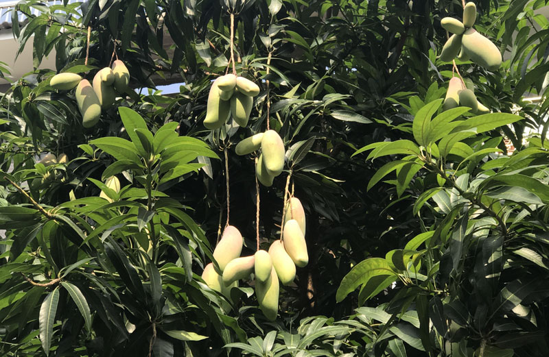 Chuyện hiếm có trên phố Hà Nội: Xoài trĩu quả khắp vỉa hè