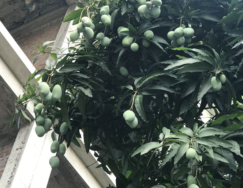 Chuyện hiếm có trên phố Hà Nội: Xoài trĩu quả khắp vỉa hè