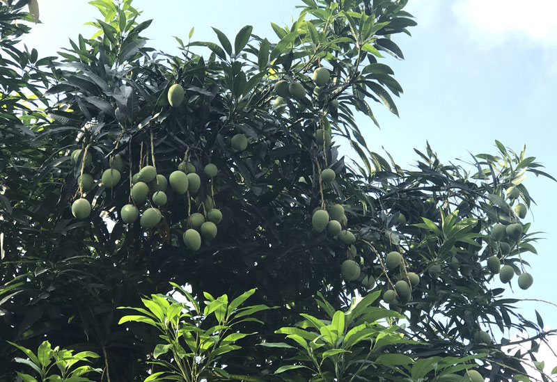 Chuyện hiếm có trên phố Hà Nội: Xoài trĩu quả khắp vỉa hè