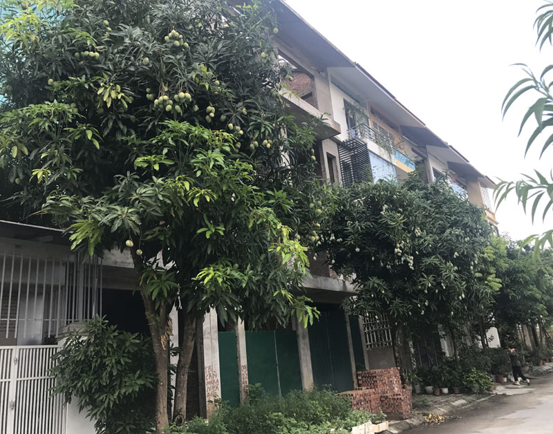 Chuyện hiếm có trên phố Hà Nội: Xoài trĩu quả khắp vỉa hè