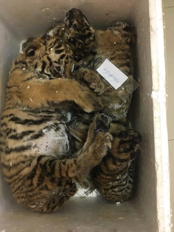 Bất ngờ kiểm tra, phát hiện 5 cá thể hổ cất giấu trong xe ô tô