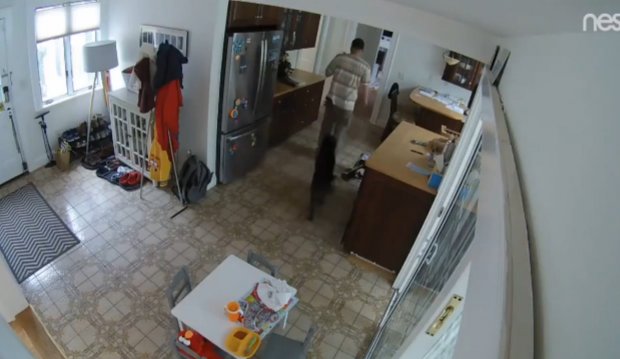 Phì cười với chú chó hoa hậu thân thiện thản nhiên để trộm lẻn vào nhà lấy đồ