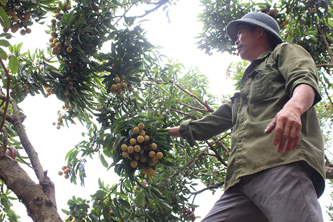 Bắc Giang: Cận cảnh cây vải tổ 39 năm cho doanh thu khủng