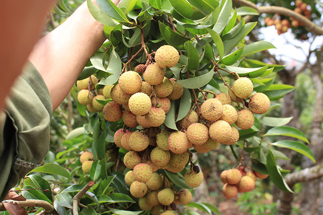 Bắc Giang: Cận cảnh cây vải tổ 39 năm cho doanh thu khủng