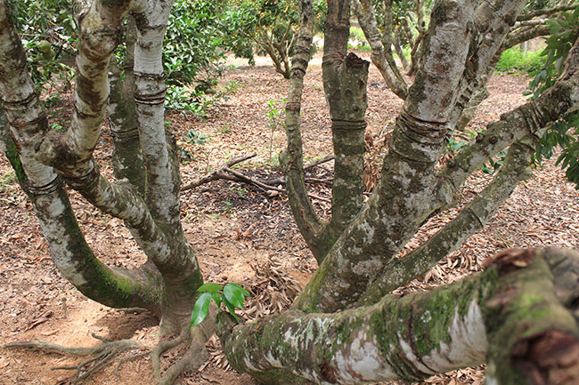 Bắc Giang: Cận cảnh cây vải tổ 39 năm cho doanh thu khủng