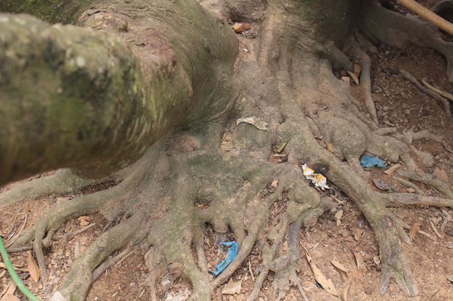 Bắc Giang: Cận cảnh cây vải tổ 39 năm cho doanh thu khủng