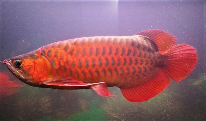 Con cá rồng chục ngàn USD: Thú chơi ông hoàng của đại gia Việt