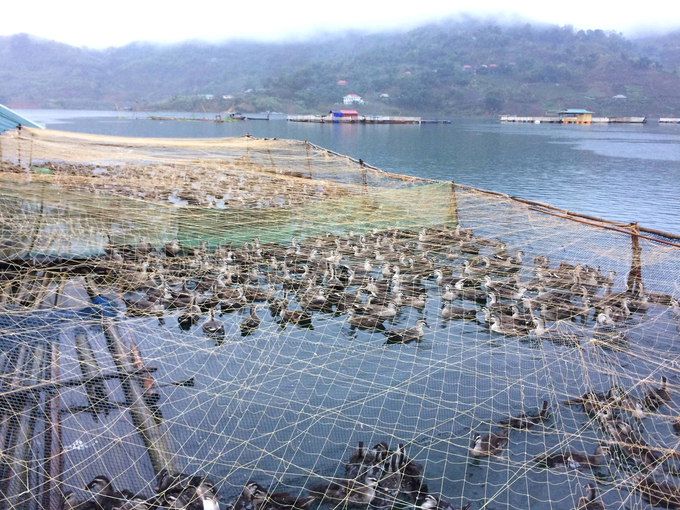 Người Thái nuôi vịt trời ở lòng hồ thuỷ điện Sơn La