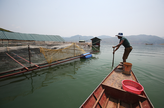 Người Thái nuôi vịt trời ở lòng hồ thuỷ điện Sơn La
