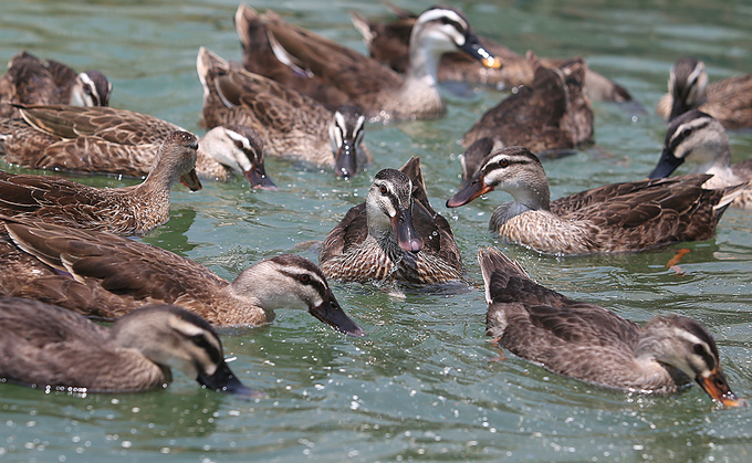 Người Thái nuôi vịt trời ở lòng hồ thuỷ điện Sơn La