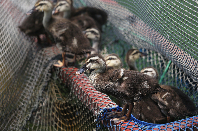 Người Thái nuôi vịt trời ở lòng hồ thuỷ điện Sơn La