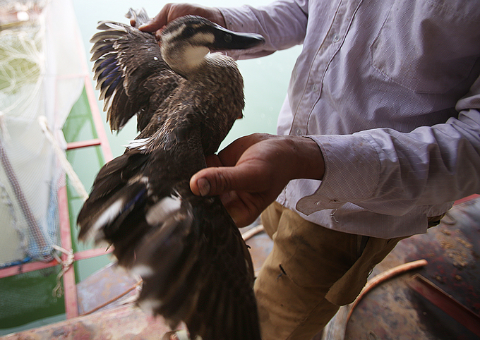 Người Thái nuôi vịt trời ở lòng hồ thuỷ điện Sơn La