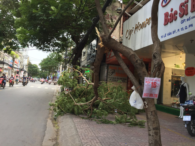 Lốc xoáy nhiều nơi ở Sài Gòn, cây xanh ngã rạp, 3 người trọng thương