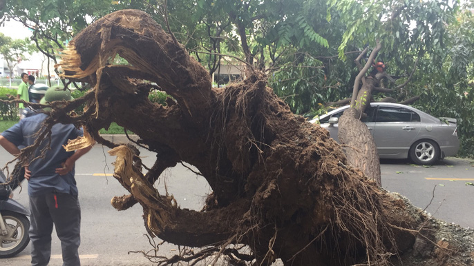 Lốc xoáy nhiều nơi ở Sài Gòn, cây xanh ngã rạp, 3 người trọng thương