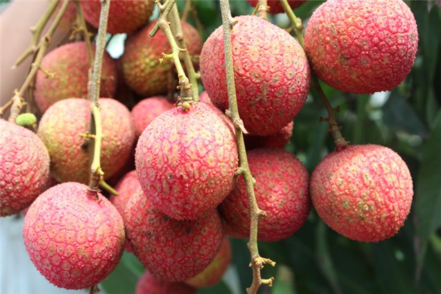 Vải đang vào mùa, nếu có ăn, bạn nhất định phải lưu ý những điều này Vải đang vào mùa, nếu có ăn, bạn nhất định phải lưu ý những điều này