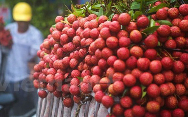 Vải đang vào mùa, nếu có ăn, bạn nhất định phải lưu ý những điều này Vải đang vào mùa, nếu có ăn, bạn nhất định phải lưu ý những điều này